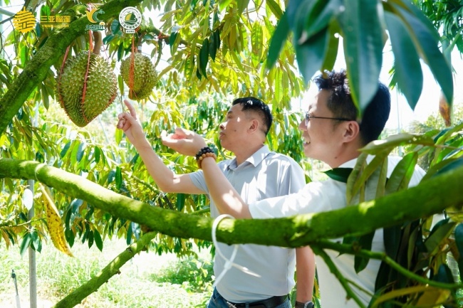 全国渠道商“探厂”优旗大嘴鸟榴莲基地，揭秘“树上熟”背后的供应链底气
