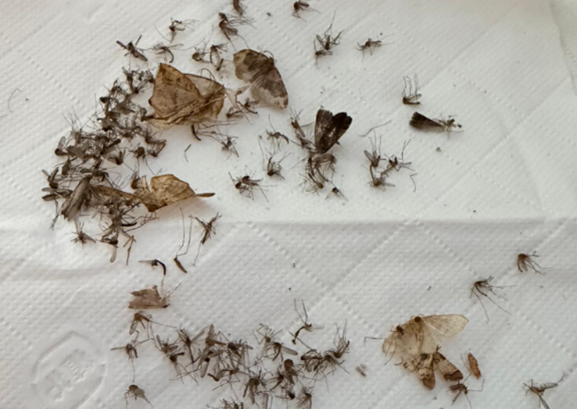 哪个牌子的灭蚊灯最管用?家用灭蚊灯什么牌子好?盘点希亦、美的等10款宝藏灭蚊器测评分析!