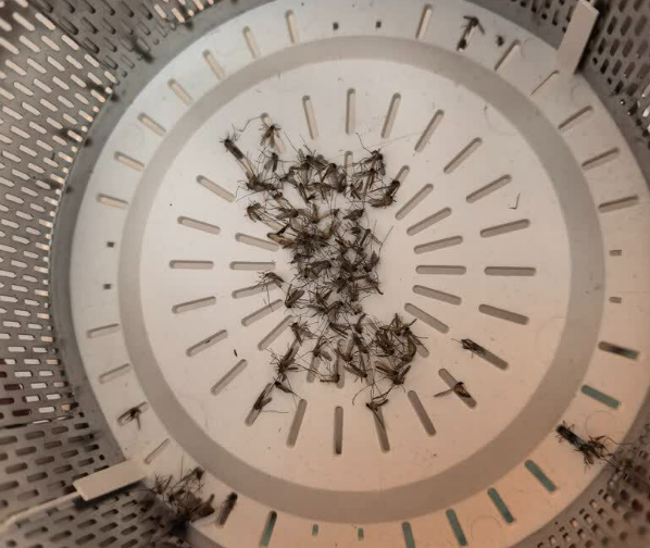 灭蚊灯有用吗还是智商税?灭蚊灯哪种效果好室内?火热灭蚊灯排行榜前十名实测汇总,别再错过