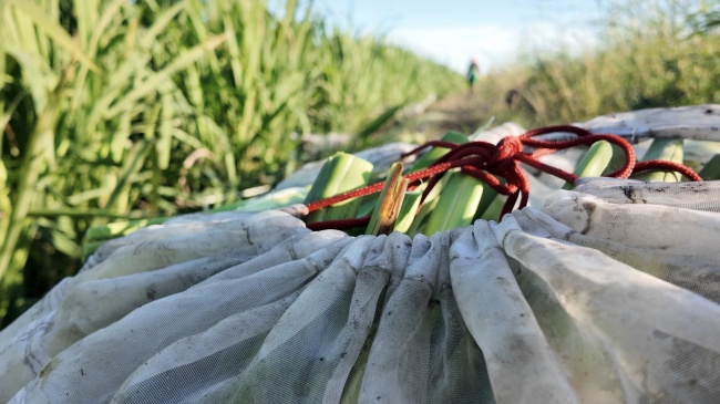 一根茭白的双向突围：闯非洲、治盐碱，