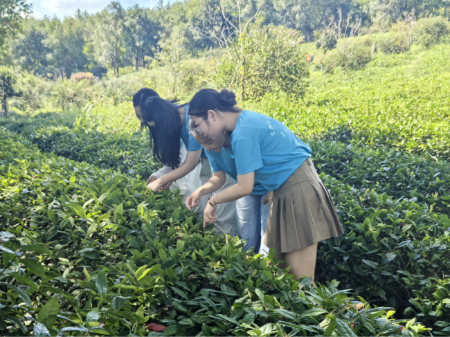 安徽财经大学实践调研：探访黄山茶产业 青