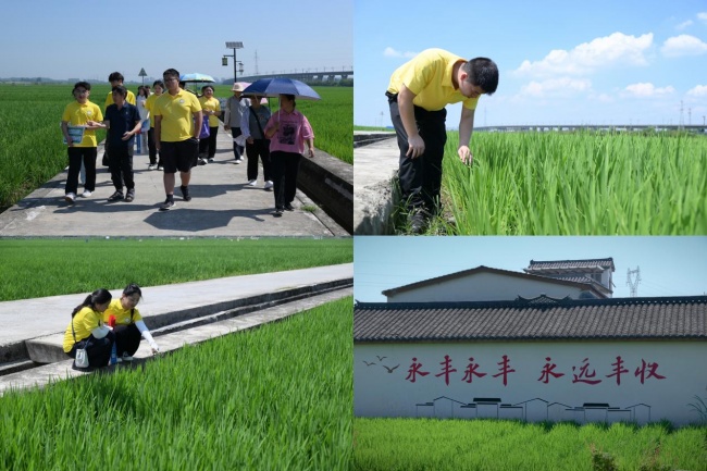 稻浪映青春，实践助乡兴｜电子科技大学成都