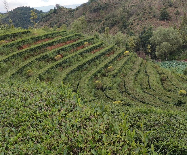 茶乡探振兴，青春践知行——仲夏萤火”实践