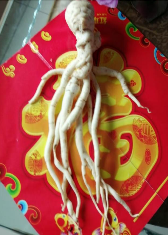 中国著名医学家李明与他的龙凤福寿参传奇
