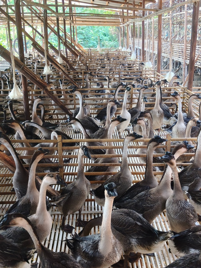 广东乌鬃鹅源头养殖再添典范：洪泰鹅业一体化供应链护航广式烧腊