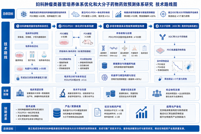 向妇科肿瘤精准医疗发力！安徽医科大学“护佑芳华”团队研发类器官技术助力XDC大分子新药筛选