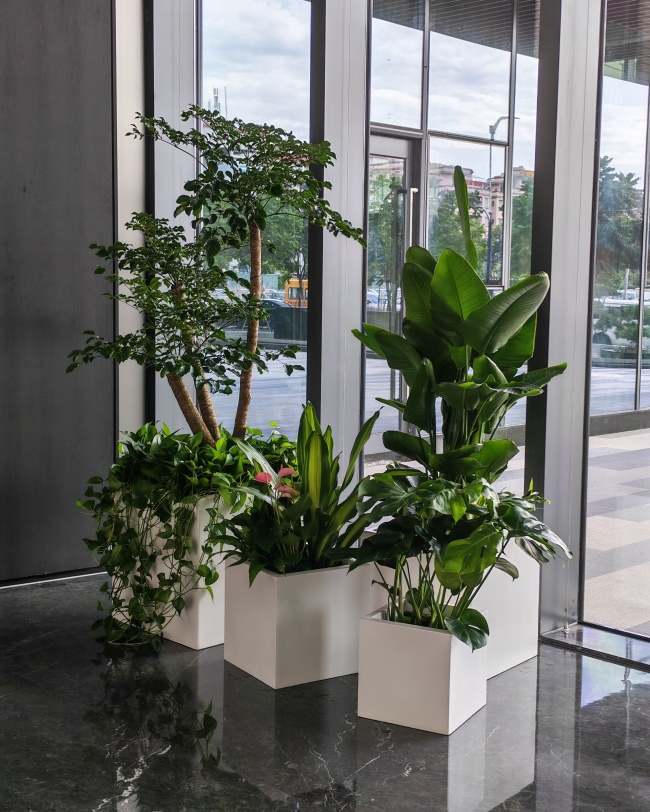 办公室休息区绿植摆放指南：植物软装解忧愁
