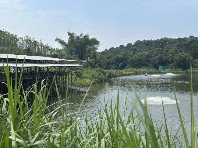 洪泰鹅业｜肇庆基地实拍！广东棚鹅足天养殖，供应各地烧腊店