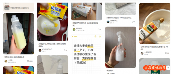 邪修处理尿渍方法真的有用吗？这些误区很多铲屎官还在踩