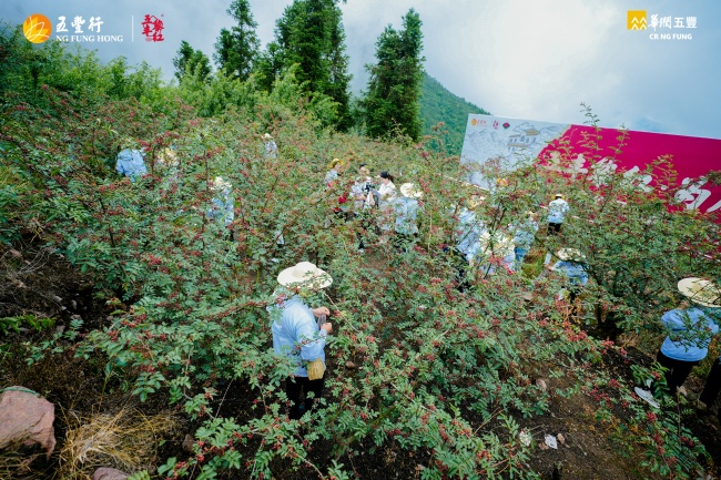 一滴好油从山野到餐桌｜五丰黎红全产业链造就产品核心价值