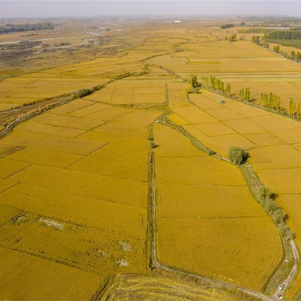 冰川雪留胚米 — 便秘反复难改善？很多人都忽略了主食的问题