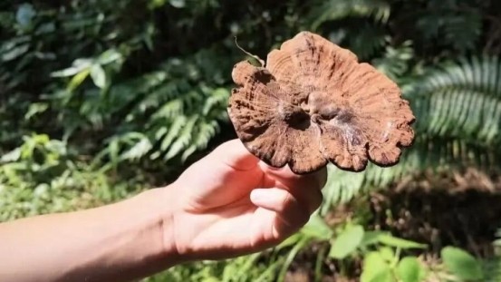 灵芝姐姐陈瑛当选广州衢州商会会长，以全链灵芝产业赋能康养新篇