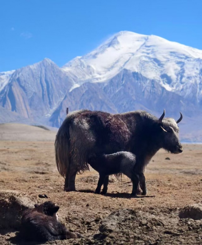 喀什途景国际旅行社荣获2026年度喀什地区首届《最具口碑旅行社》评选活动冠军