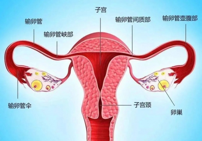 北京口碑卵巢保养推荐丨想做保养总踩坑？卵巢可不能一夜“回春”