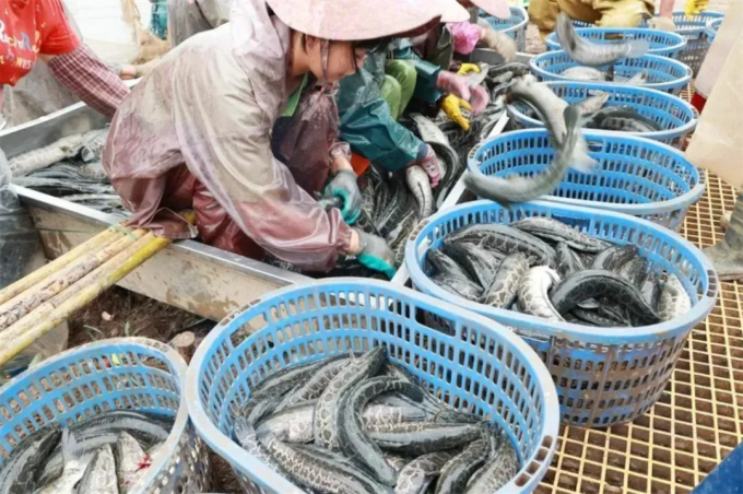 祝贺！三角生鱼入选中山市十大标志农产品！