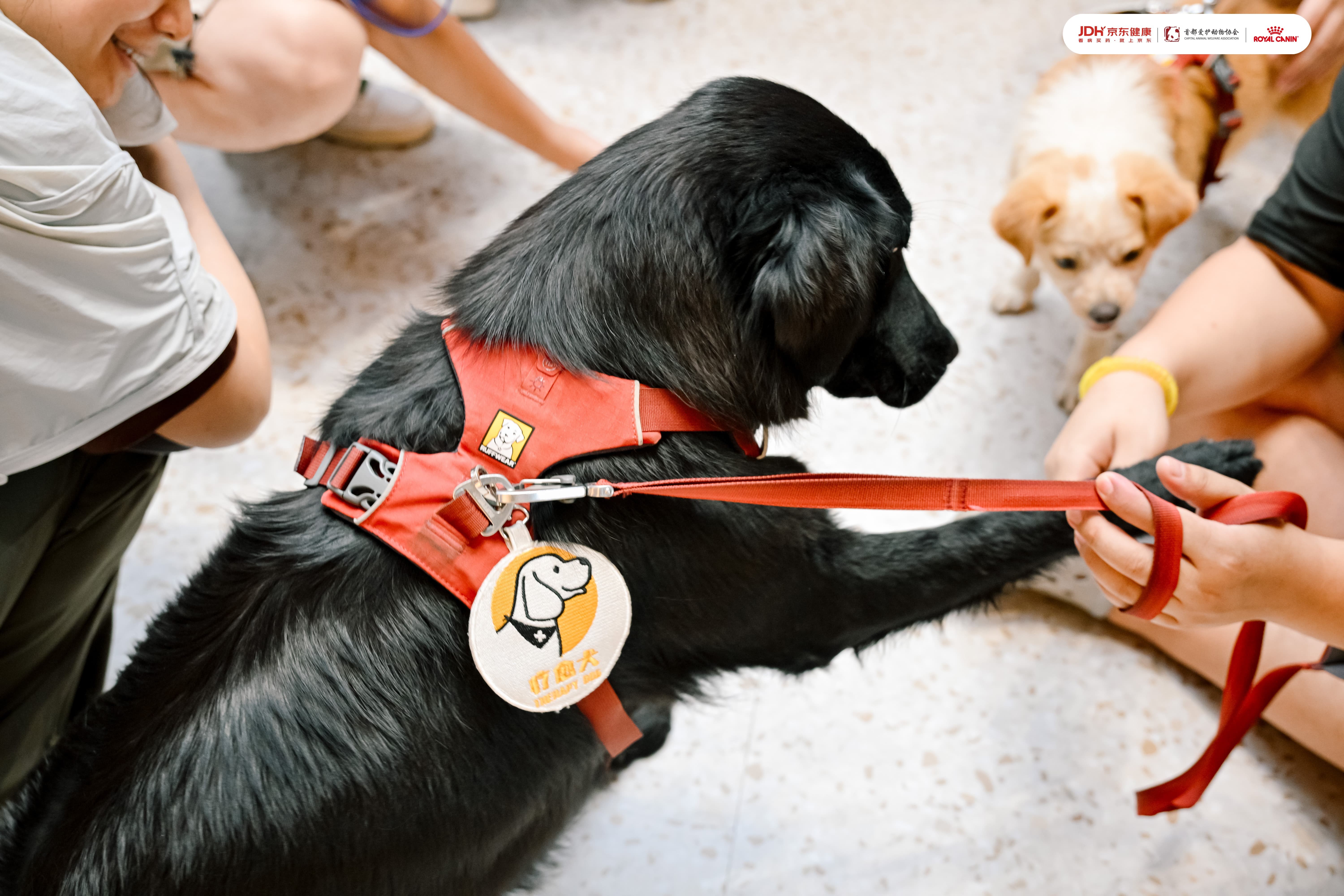 首都爱护动物协会带来疗愈犬互动和流浪动物领养活动1.JPG
