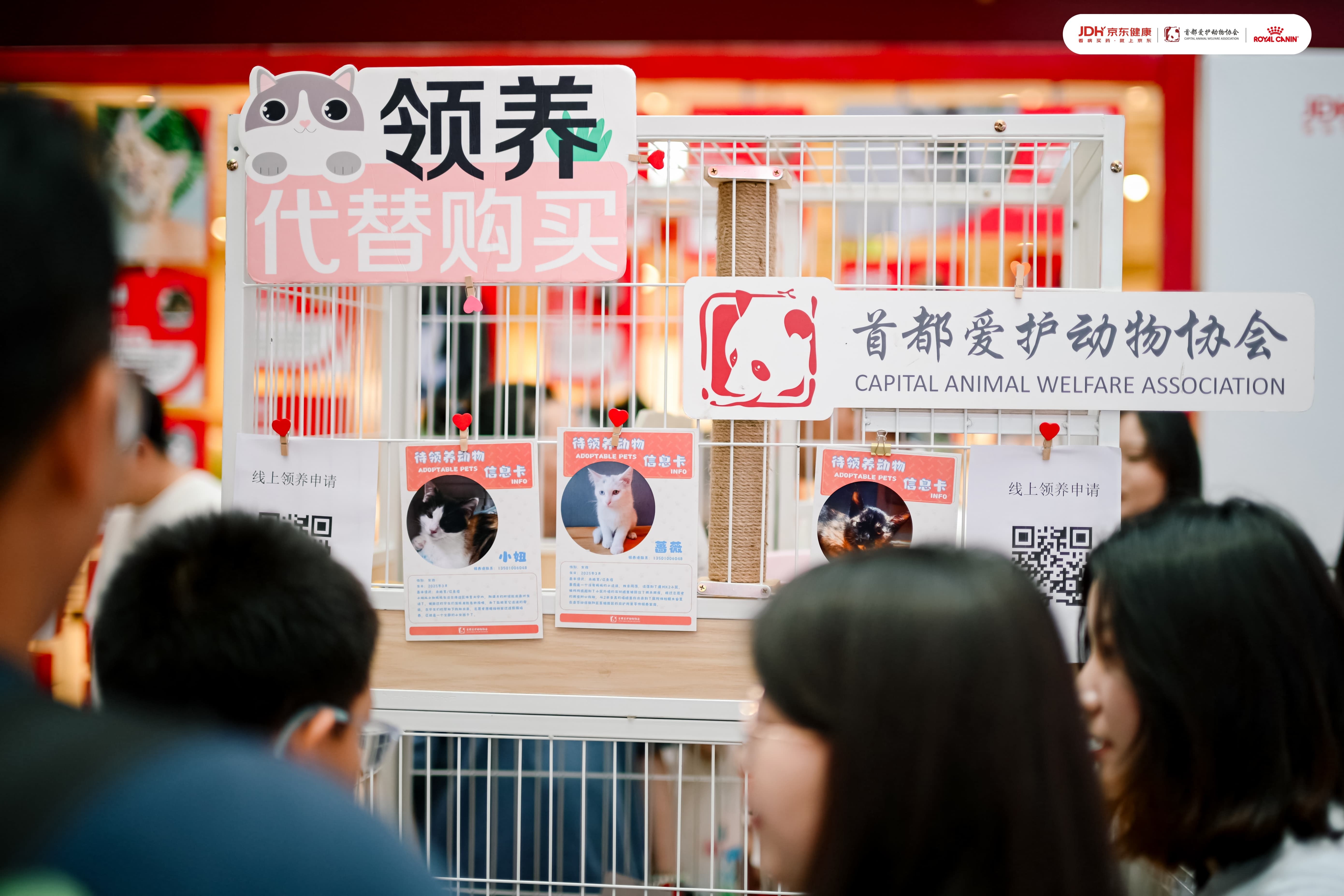 首都爱护动物协会带来疗愈犬互动和流浪动物领养活动3.JPG