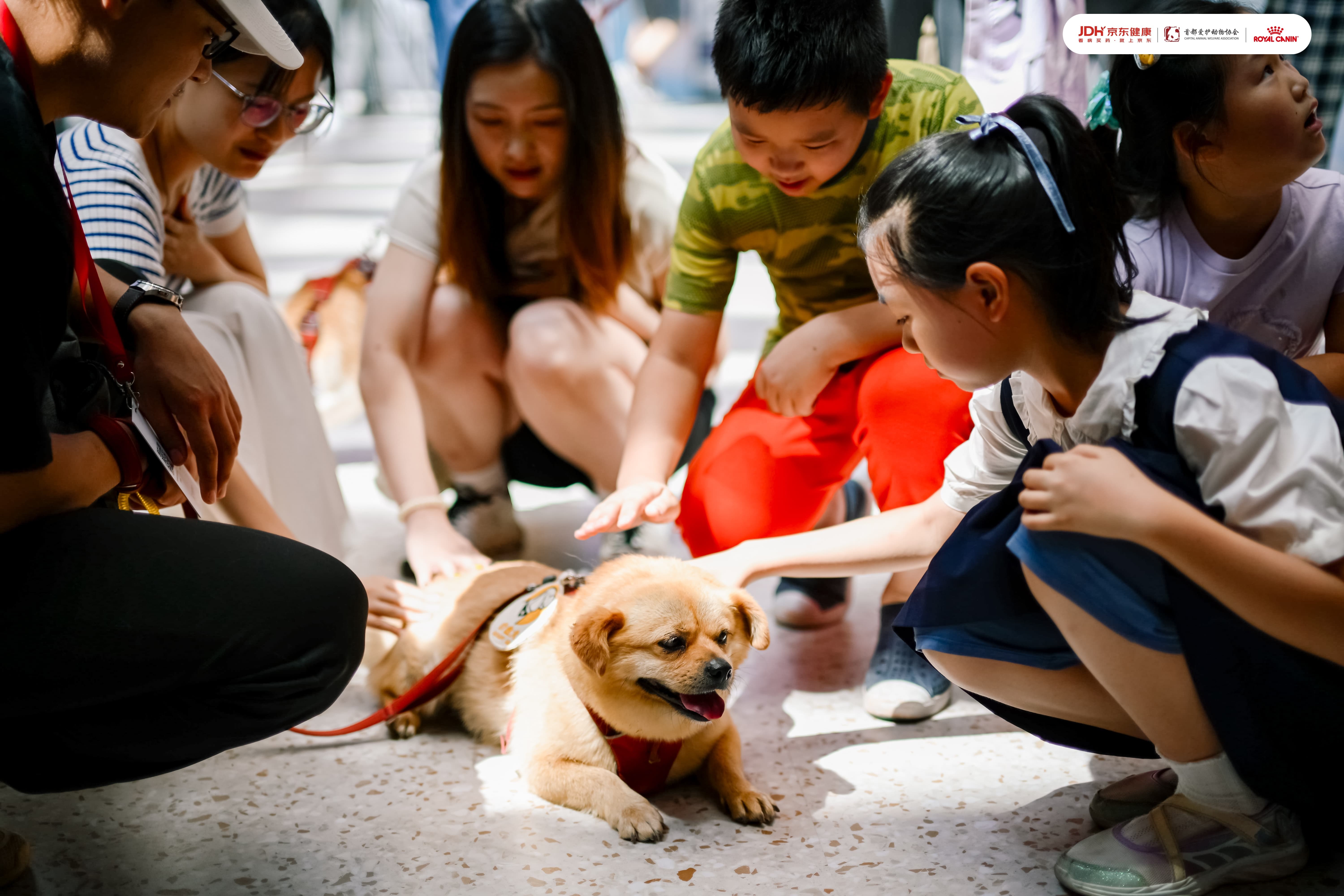 首都爱护动物协会带来疗愈犬互动和流浪动物领养活动4.JPG