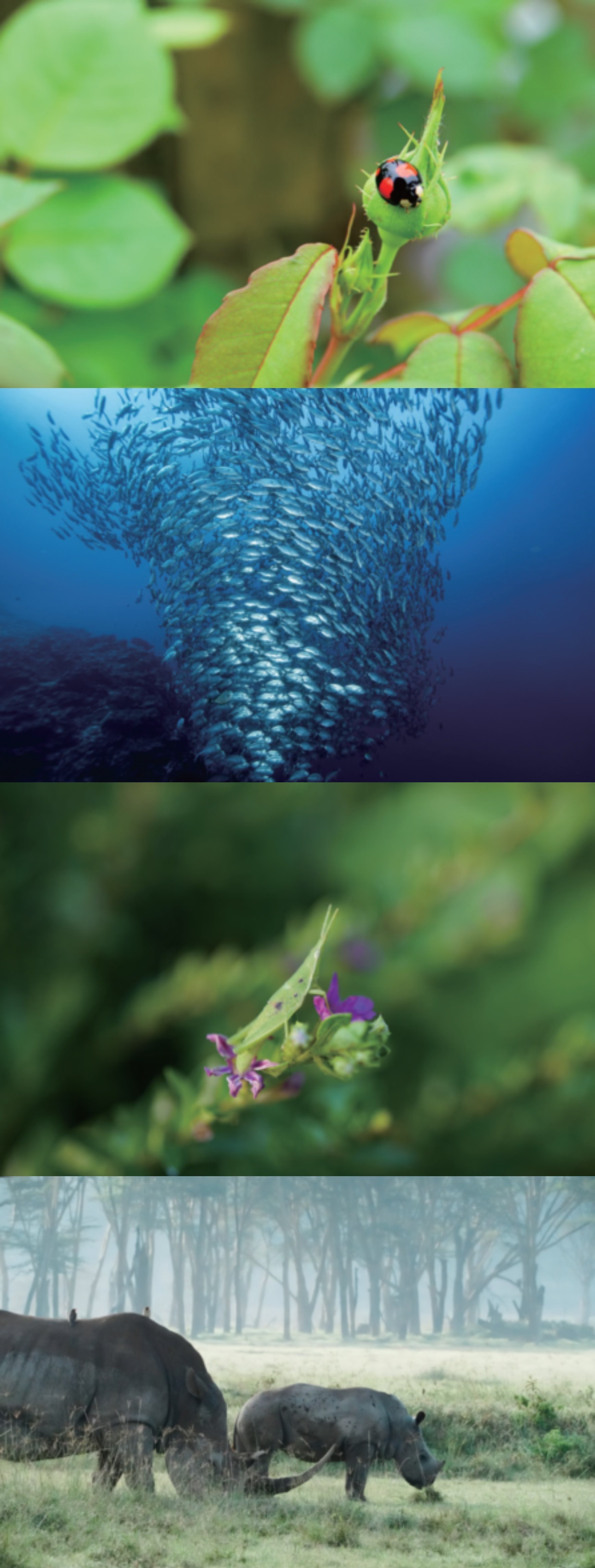 索尼举行“哇!喔!生物多样性摄影比赛”,以影像记录自然的Wow瞬间