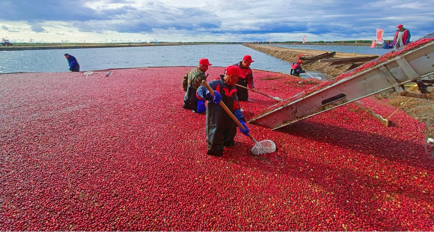 025抚远蔓越莓节在“中国唯一种植基地——红海小镇”盛大开幕