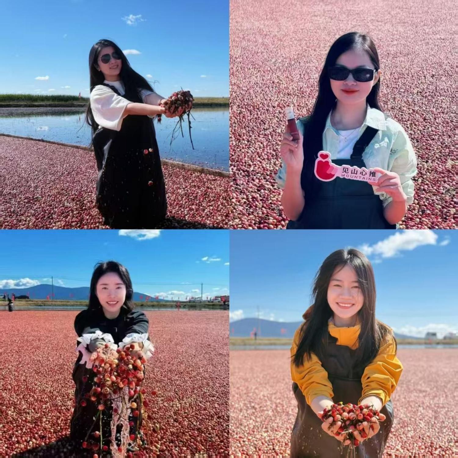 025抚远蔓越莓节在“中国唯一种植基地——红海小镇”盛大开幕