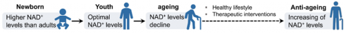 适合中老年人的PssoppNMN有效提高生理功能及代谢