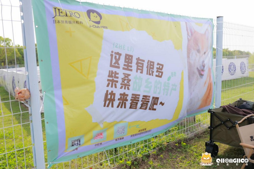 芭比“可爱”全场，首届京沪联动柴犬春游会如期举行！