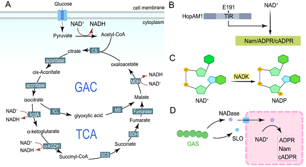 “超级细菌”的“克星”显现：NAD+代谢或成为抗菌新靶点