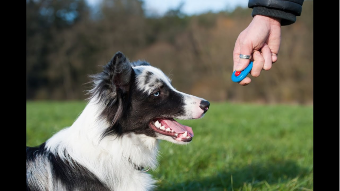 宠智灵宠物AI大模型赋能全场景训练：构建宠物智能行为管理体系
