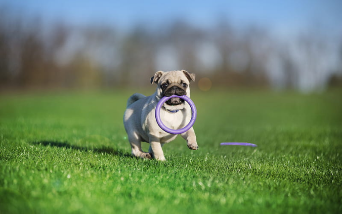 宠智灵宠物AI大模型赋能全场景训练：构建宠物智能行为管理体系