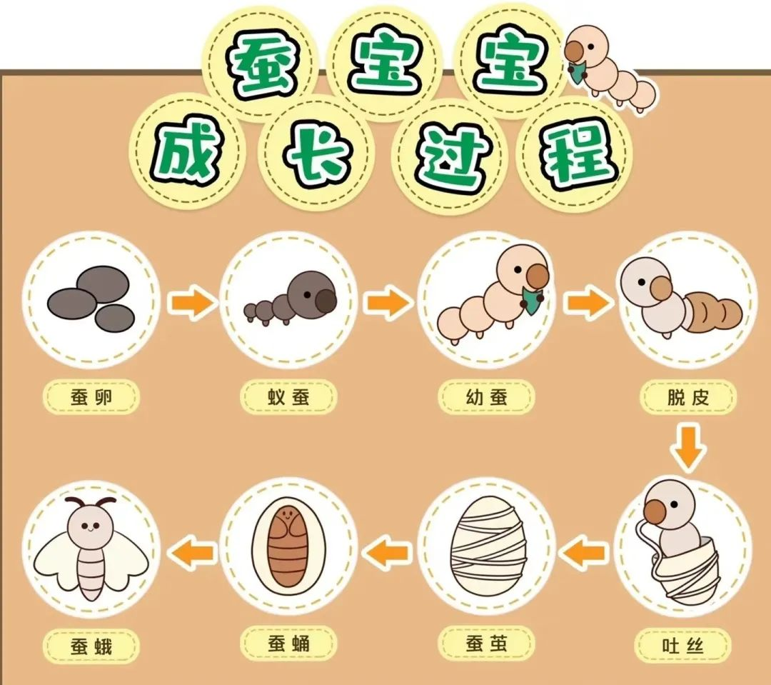 “蚕的一生”科学实践活动——盐道街小学三年级五班养蚕记