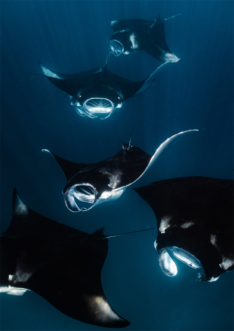 马尔代夫瓦卡鲁度假村委任新海洋生物学家引领海洋保护工作