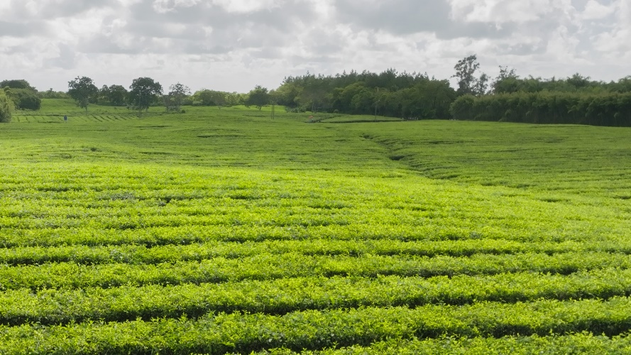 fresh馥蕾诗红茶「普拉提」精华全新上市 超塑·焕嫩·御纹 不止年轻 肌源蜕变新生