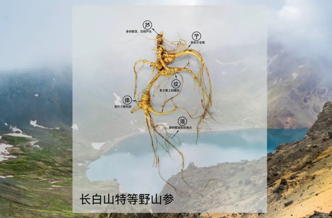 安然植物干细胞技术重大突破！精准复刻野山参，成分含量飞跃式提升