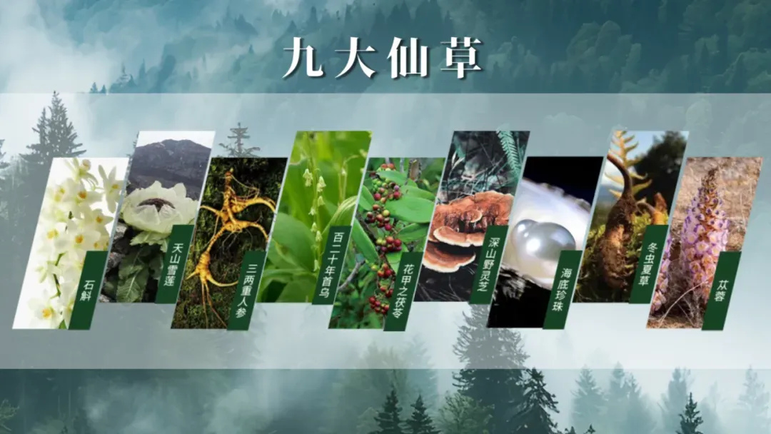 安然植物干细胞技术重大突破！精准复刻野山参，成分含量飞跃式提升