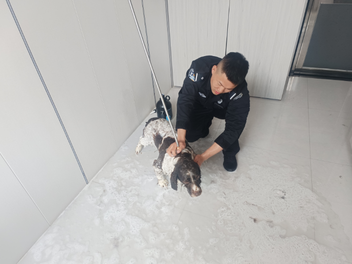 延边边境管理支队双目峰边境检查站多措并举推进警犬使用管理工作