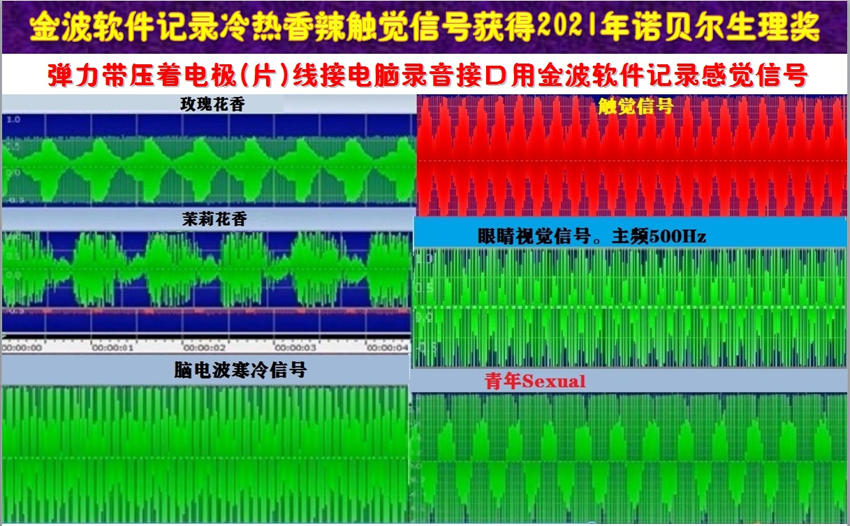 2021年诺贝尔奖寒冷芳香触觉感受器传输的脑电波感觉信号和视觉信号勃起信号