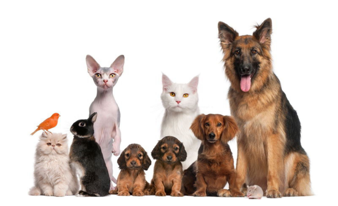 从猫狗到异宠：AI驱动的全谱系品种识别体系