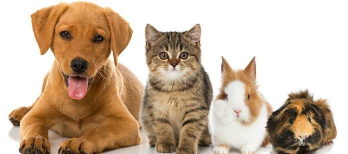 从猫狗到异宠：AI驱动的全谱系品种识别体系