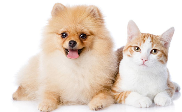 从猫狗到异宠：AI驱动的全谱系品种识别体系