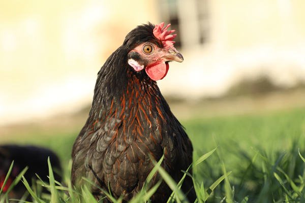 慢产蛋品类开创者好念头食品 引领鸡蛋行业品质革命