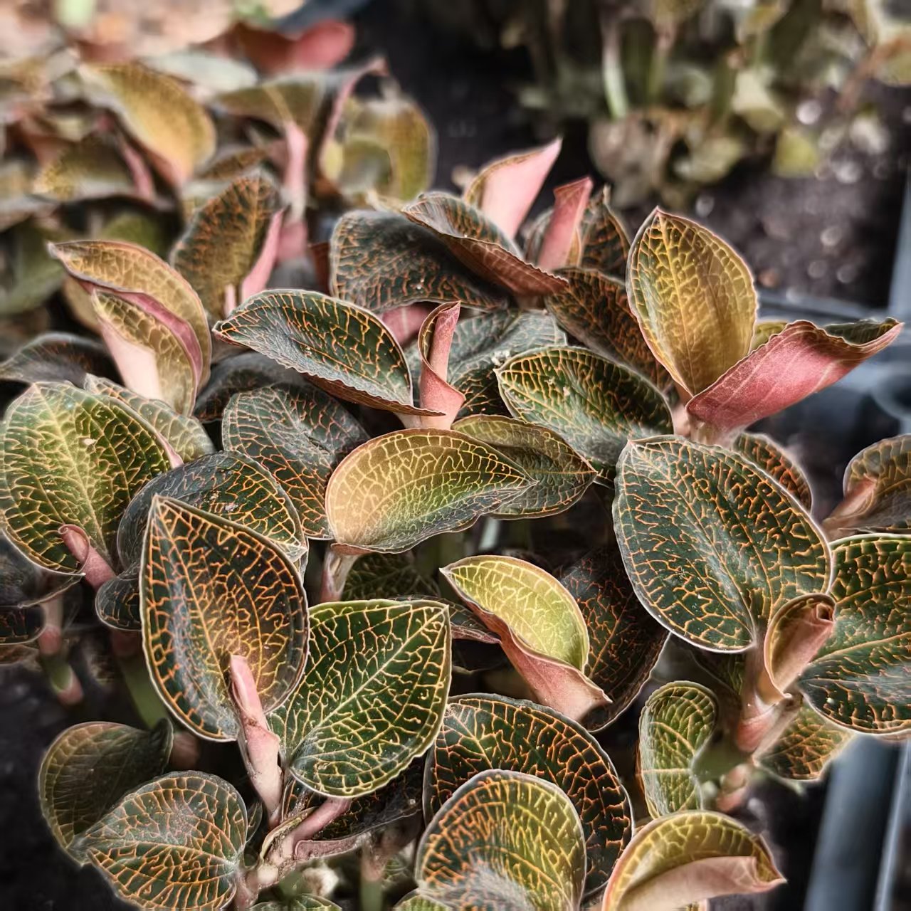 片仔癀化妆品金线莲修护季启动，以草本功效打造敏肌稳定方案