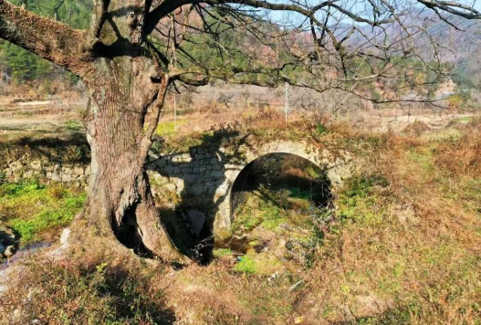 一座桥、一棵树，唤醒林家坳村沉睡的记忆