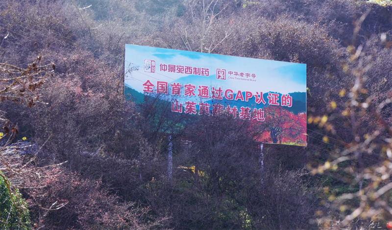 走进伏牛山，看一颗颗山茱萸如何为你的健康“续航”