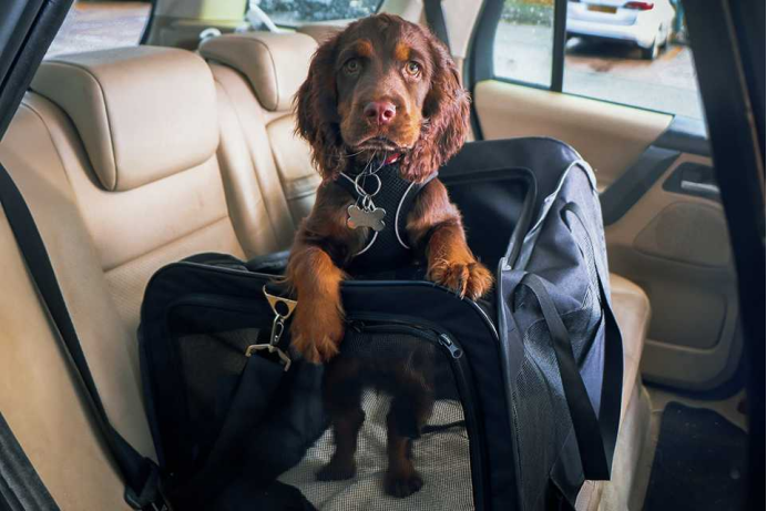 AI 重构宠物乘车体验：宠智灵解锁汽车出行全场景关怀