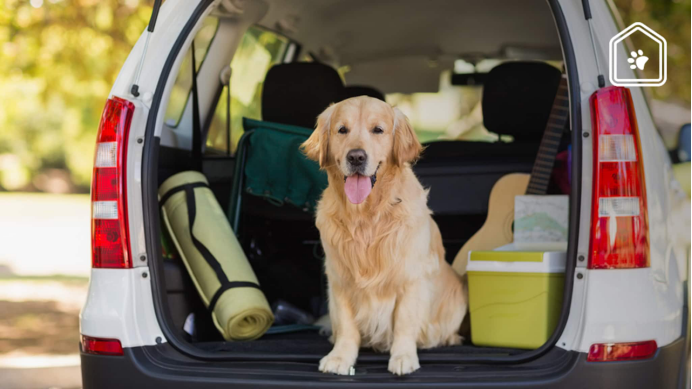 宠物友好车型风口：宠智灵 AI 方案驱动车企产品升级