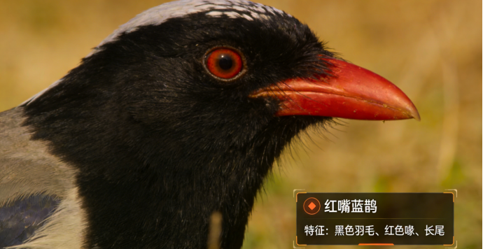 宠智灵鸟类识别：技术能力走向真实应用