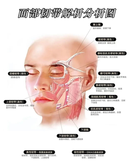 部分都只做了“表面功夫”,那些衰老的慢的人怎么做的,杏林第五代除皱术 部分都只做了“表面功夫”,那些衰老的慢的人怎么做的,杏林第五代除皱术