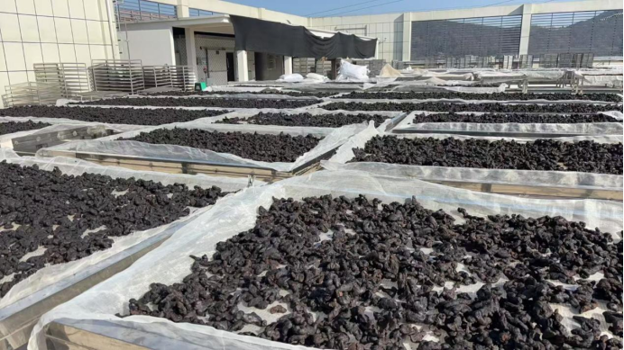 跟风吃黄精没效果?90%的人都吃错了!白花钱还伤身体! 跟风吃黄精没效果?90%的人都吃错了!白花钱还伤身体!