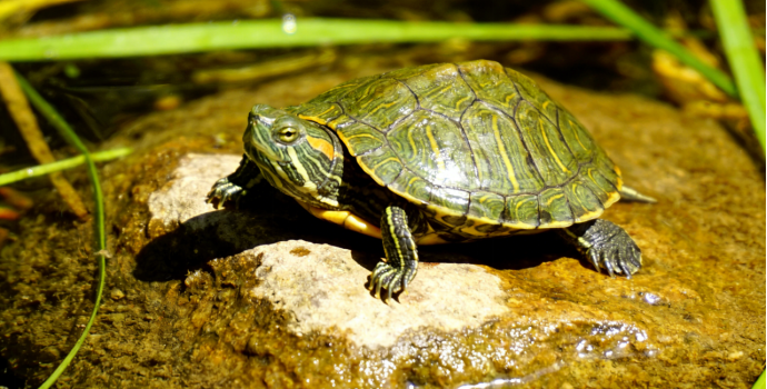 宠智灵龟类AI大模型：为龟类识别提供智能化解决方案